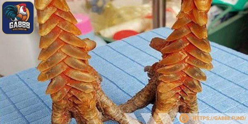 Vảy giáp vi chứng tỏ chiến kê có sức mạnh vượt trội