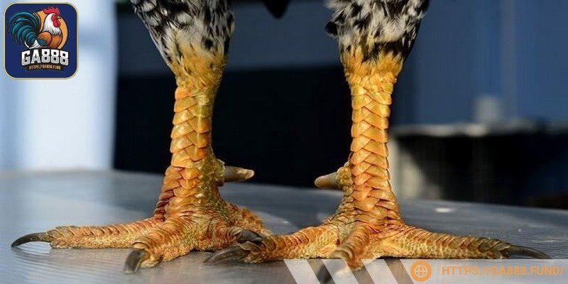 Vảy huyền trâm được đánh giá cao trong giới đá gà Việt Nam