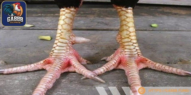 Chúng ta cần kiểm tra để chắc chắn gà không bị khuyết tật