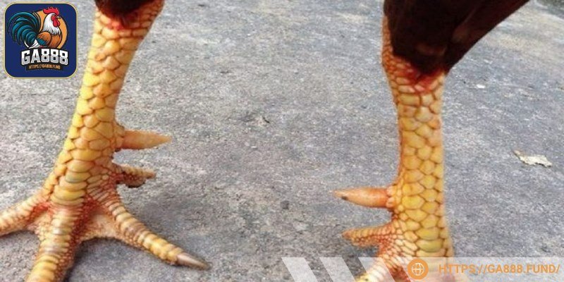  Các loại vảy gà chọi là chủ đề được quan tâm bởi cược thủ