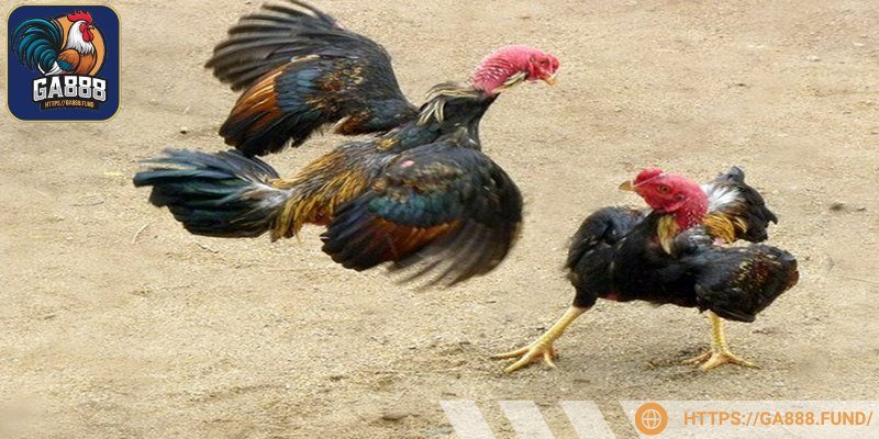 Chúng ta cần chú ý cắt tỉa móng cho gà thường xuyên