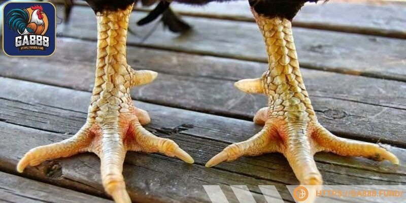 Gà có vảy tứ tung sở hữu sức bền siêu cao