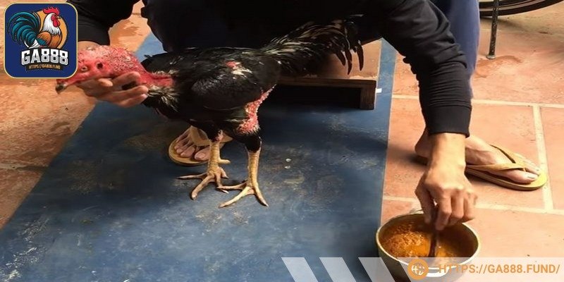 Cách vào nghệ gà chọi chi tiết dành cho bạn