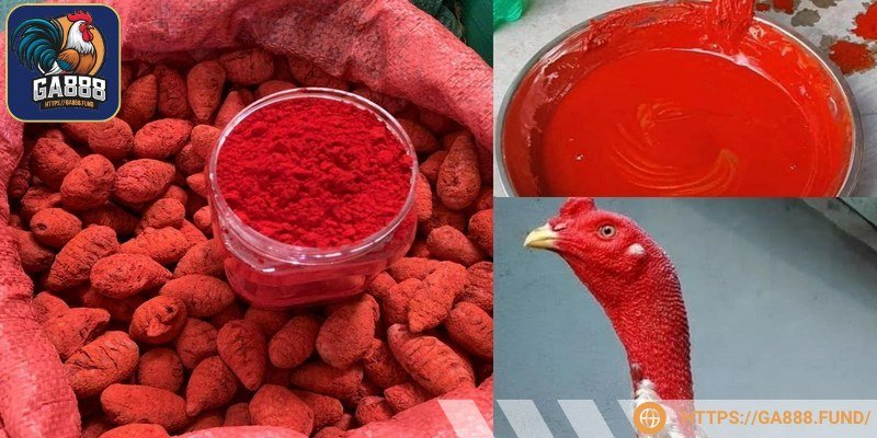 Vào nghệ là một trong những bí quyết nuôi gà chọi hiệu quả