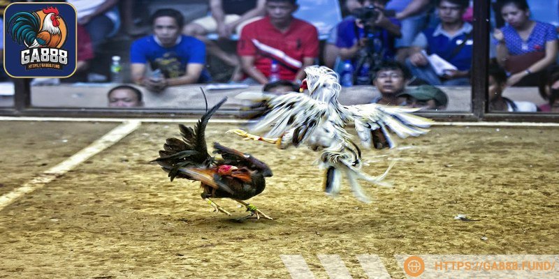 Đá gà C4 chuyên nghiệp