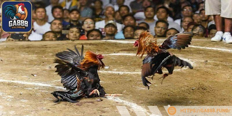 Hiểu rõ đặc điểm từng giải đá gà C1 C2 C3 C4