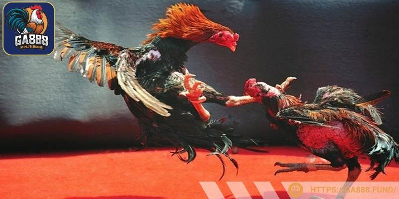 Mức cược ở đá gà C1 thường thấp nhất