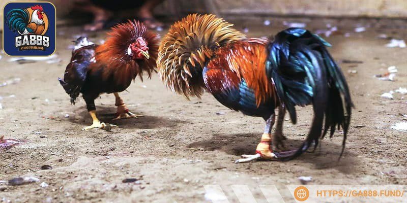 Ban tổ chức sẽ đo kích thước, lắp cựa sắt đạt chuẩn