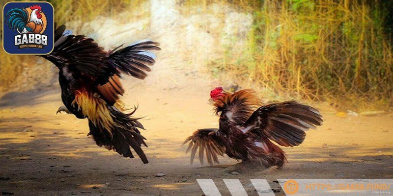 Có rất nhiều trường gà khác nhau cho bạn lựa chọn