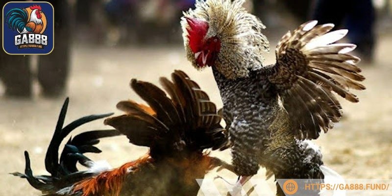 Cá cược diễn ra sôi động với nhiều hình thức 