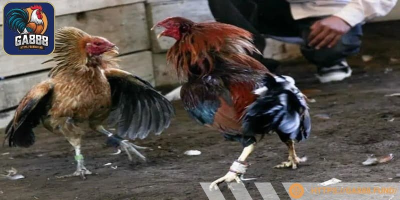 Đá gà cựa sắt trường Campuchia thu hút người chơi Việt