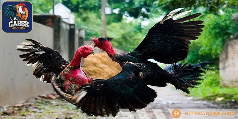 Chiến kê cần có chế độ ăn hợp lý