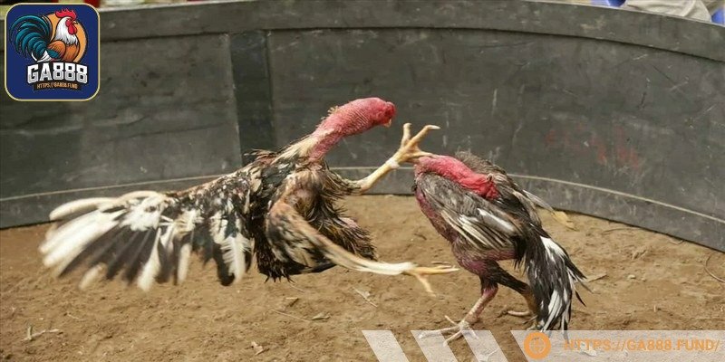 Đá gà đòn miền Bắc là bộ môn dân gian