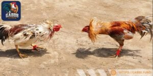 Các giống được nuôi dưỡng trong điều kiện khí hậu khắt khe