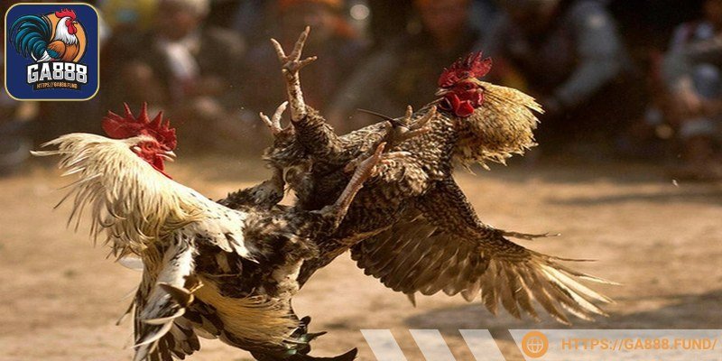 Hiểu rõ quy tắc điều cần thiết trong sới gà