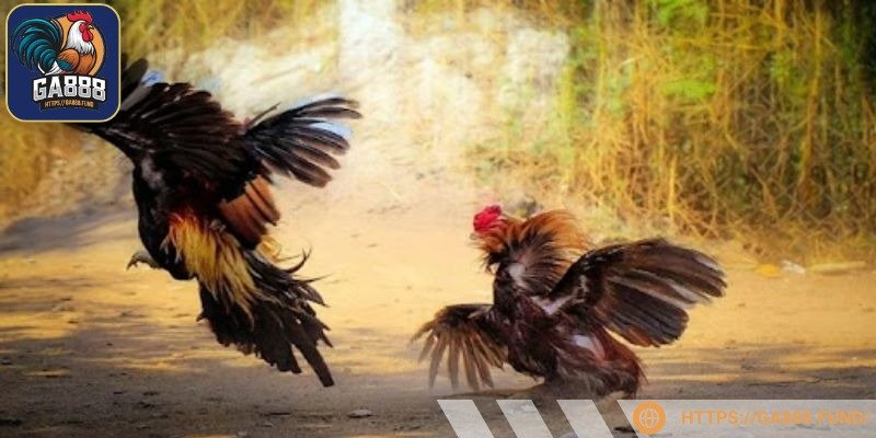 Sân chơi luôn uy tín, hợp pháp