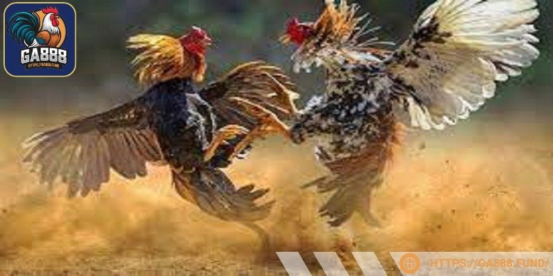 Giao diện đá gà trực quan