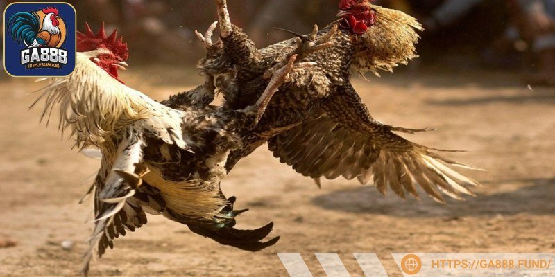 Lựa chọn chiến kê qua đặc điểm bên ngoài