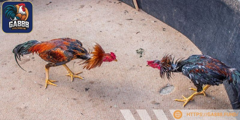 Kiên nhẫn trong quá trình huấn luyện