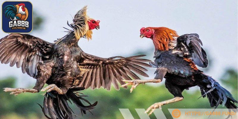 Sức mạnh của đòn đá