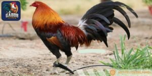 Đặc điểm của loại gà Hatch Doc