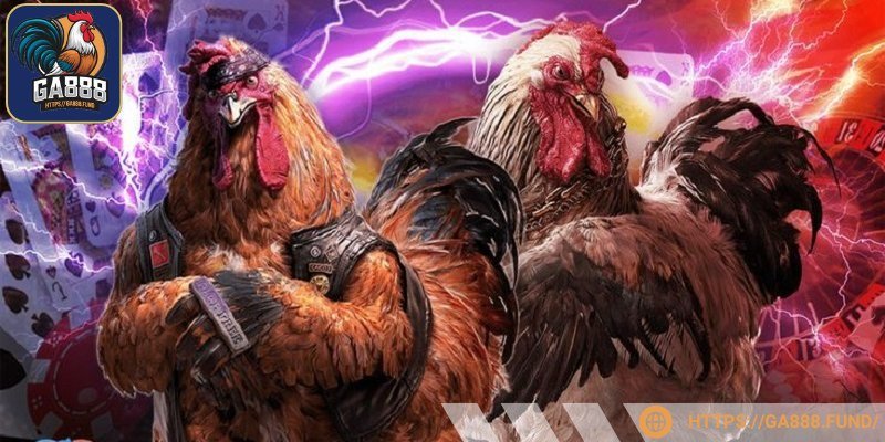 Tìm hiểu nguồn gốc giống chiến kê