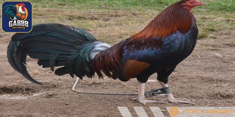 Chân và cựa của chúng có màu vàng nghệ