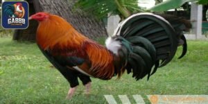 Giống loài có màu lông phong phú