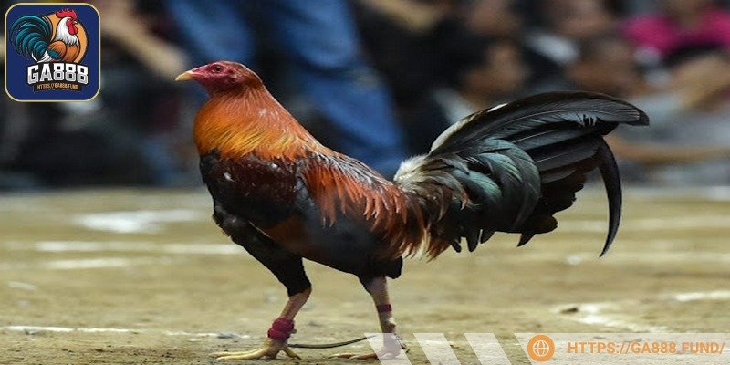 Phân biệt các dòng khác nhau để đưa ra kê thi đấu xuất sắc