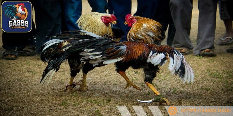 Nên cho chiến lê tập luyện thường xuyên