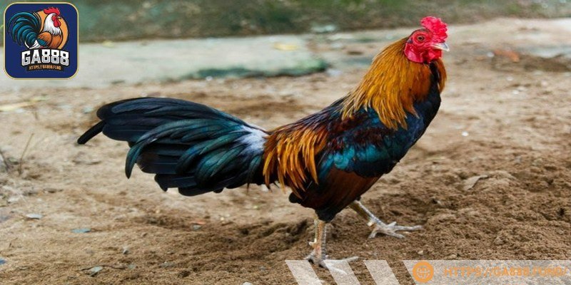 Giống loại này dễ thuần dưỡng 