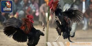 Kỹ thuật ra đòn và đá đặc trưng