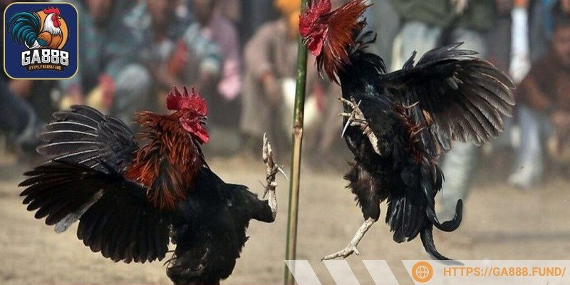 Kỹ thuật ra đòn và đá đặc trưng