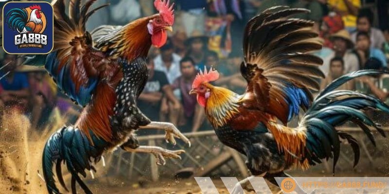 Lựa chọn trận đấu yêu thích và theo dõi