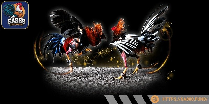 GA888 là lựa chọn xem xới cược hàng đầu