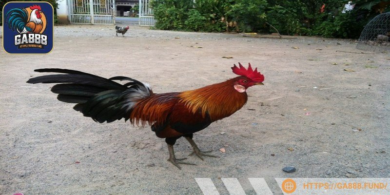 Yếu tố ngoại hình và thần thái