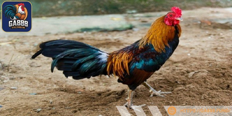 Sức hút của giống gà tre đá tiền