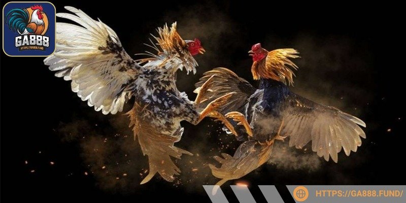 Mỗi chiến kê đều có thông tin chi tiết về lịch sử thi đấu