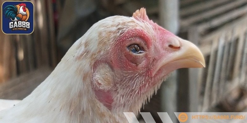 Chủ nuôi cần biết được triệu chứng bệnh khò khè ở gà