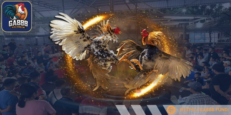 Đá gà C1 tại Savan quay phát HD 