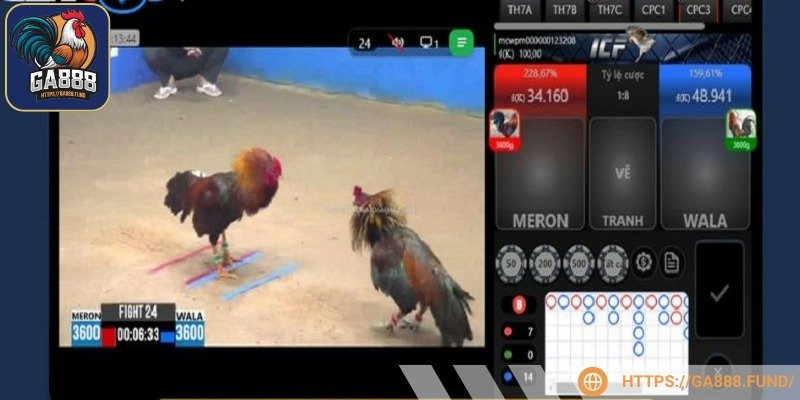 Chất lượng trực tiếp đá gà Dakpuer GA888 hơn cả mong đợi