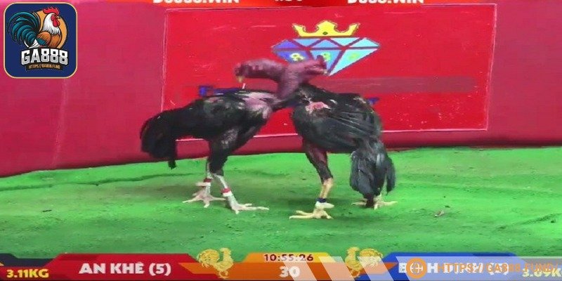 Đá gà Dakpuer có nhiều kèo cược hấp dẫn