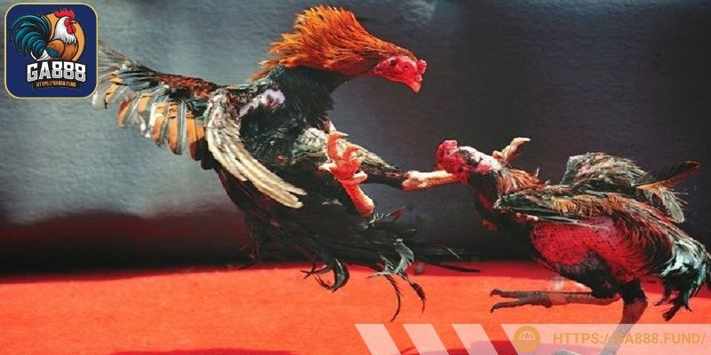 Khám phá lợi ích cá cược tại Dakpuer GA888 với hệ thống uy tín