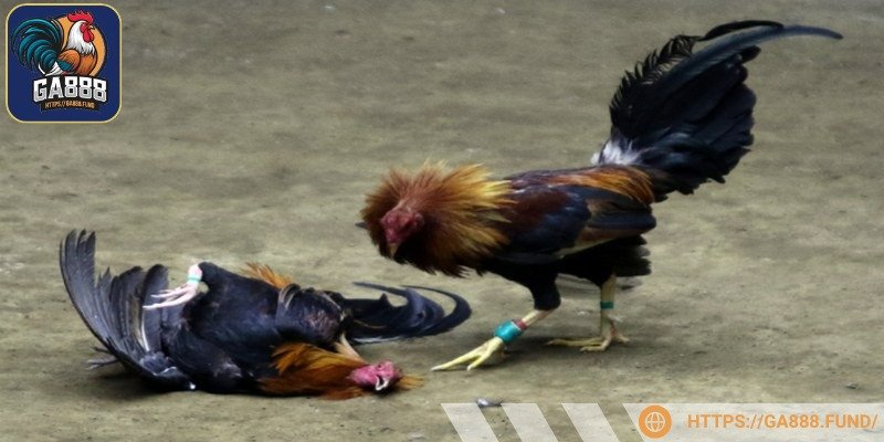 Mọi trận đấu tạo ra sự chân thực