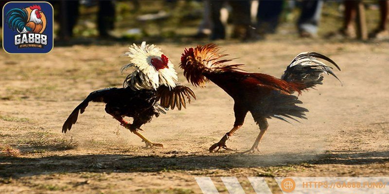 Hình thức này khá đơn giản nhưng có tỷ lệ thắng cao