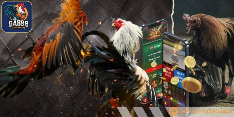 GA888 đã được cấp phép tổ chức cá cược đá gà hợp pháp