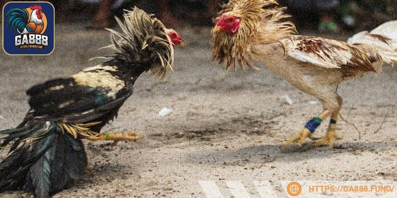 Phải hiểu rõ về các kê chiến để đưa ra lựa chọn chuẩn xác