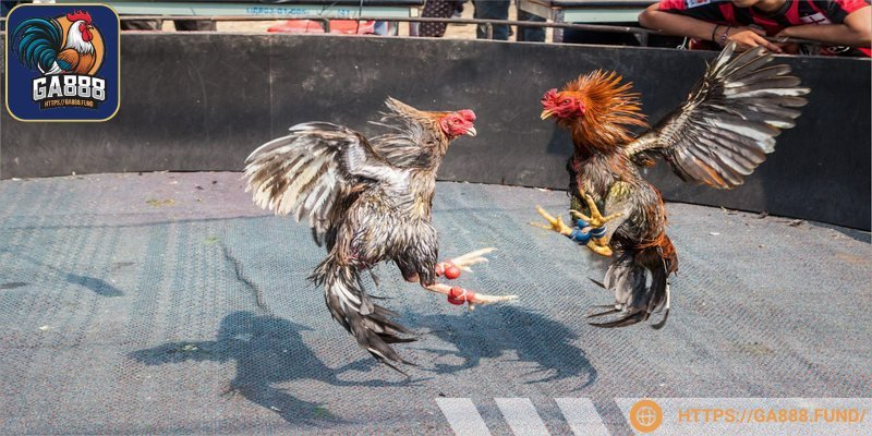 Cần nắm vững yêu cầu của nhà cái khi cá cược