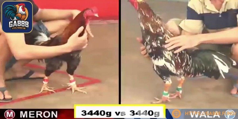 Hệ thống tuyển chọn kỹ lưỡng các màn chọi kê chất lượng