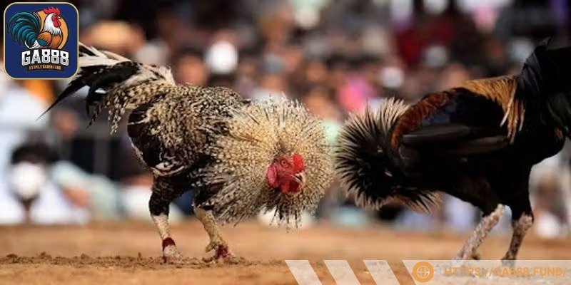 Cược trực tiếp đá gà Thomo liên tục được nhận ưu đãi khủng